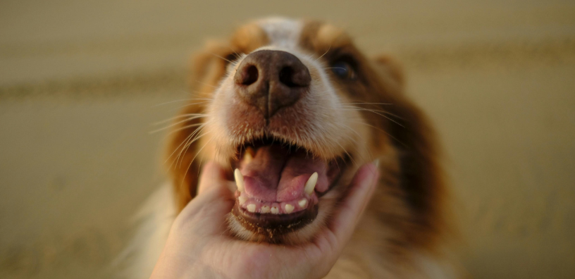 Senior Dog Dental Care: Keeping Your Best Friend's Smile Bright