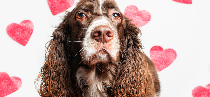 Valentine’s Day Treats: Safe & Fun Ways to Spoil Your Dog