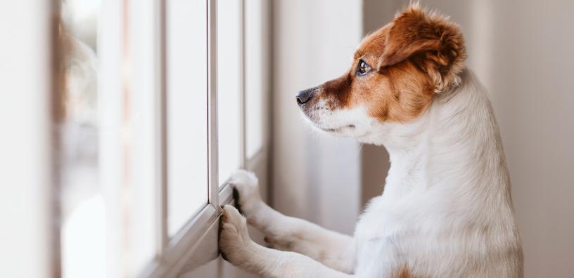 Everything You Need to Know About Dog Anxiety