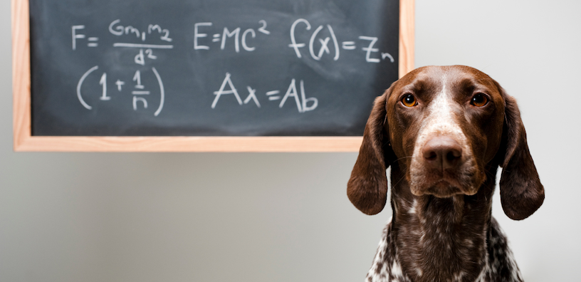 Dog Intelligence: How Smart are Dogs?