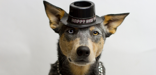 Resolutions for You & Your Pup: Setting Goals for a Happy & Healthy Year