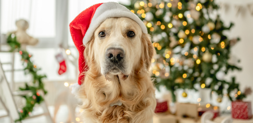 5 Budget-Friendly Holiday Gifts for Your Furry BFF