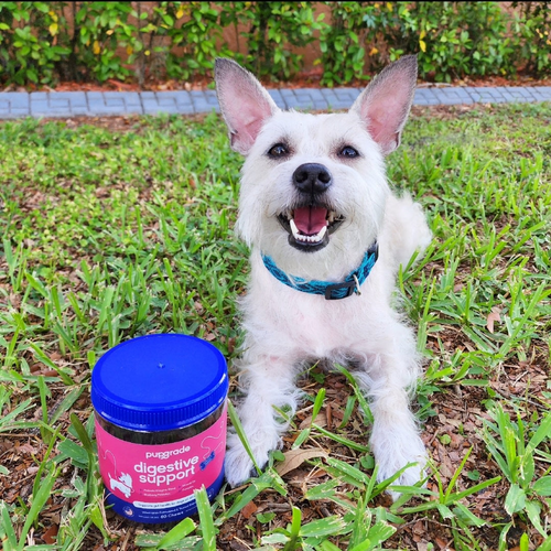 White dog laying in grass with a jar of digestive support chews.