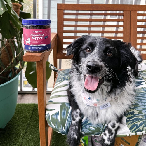 Black and white dog laying in a chair next to a jar of digestive support chews.