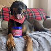 Black and brown dog with red bandana laying down with digestive support chews.