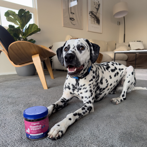 Black and white dog laying down with a jar of digestive support chews.