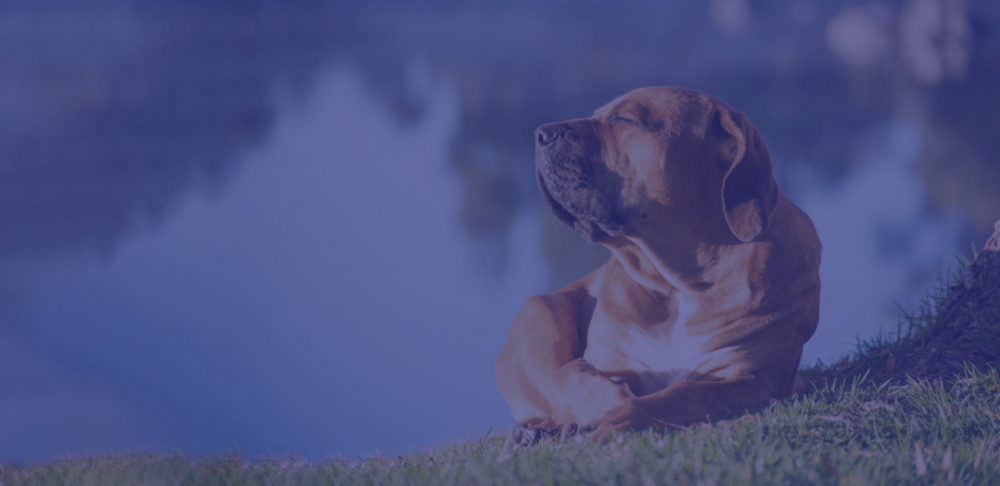 Brown dog laying in grass.