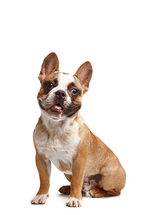 Small brown and white dog sitting.