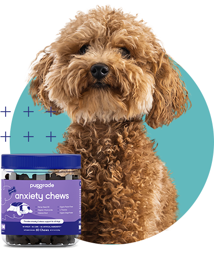 Anxiety Chews – PupGrade