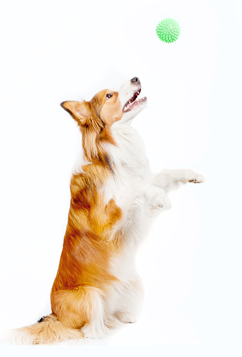 Brown and white dog jumping after a green ball.