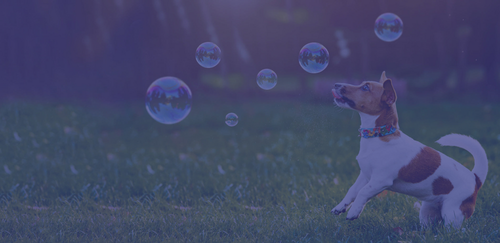 Small brown and white dog chasing bubbles in a grass field.