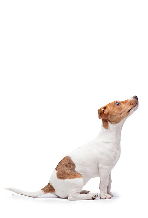 Small brown and white dog sitting looking upward.