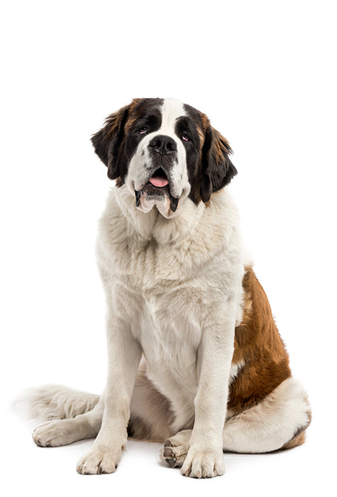 Large white, brown, and black dog sitting.