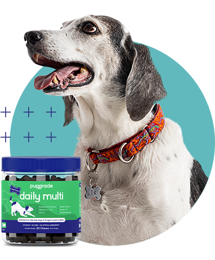 Daily multi plus for dogs best sale