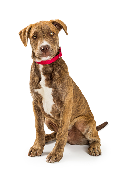 Brown and white dog with red collar sitting.