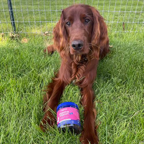 Brown dog laying grass with jar of digestive support chews.